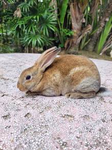 Arnab Minirex cute ❤️❤️❤️ Buck 2 mth