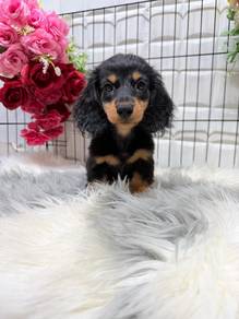 D200 Mini Dachshund long haired black tan