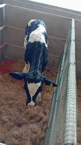 Anak Lembu Jantan Tenusu