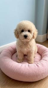 toy poodle puppy female
