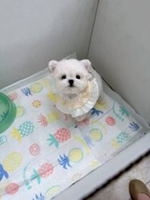 Premium Bichon Frise Teacup Puppy