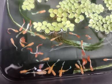 Guppy Cantik