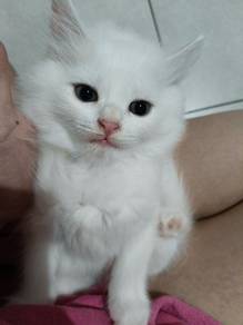 Re-home with fee