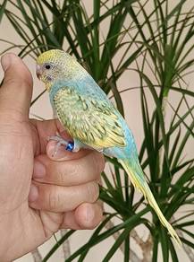 Budgie