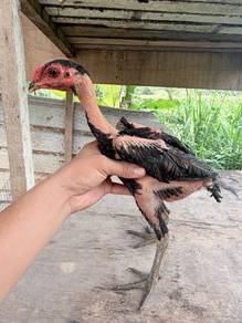 ayam ganoi