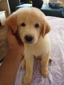 Golden Retriever Mix Puppies for Sale 🐶❤️