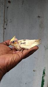 Burung cockateil