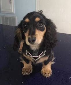 Y1009 Mini Dachshund long haired Black Tan