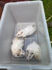 hamster syrian bigbone