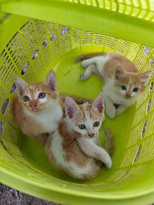 Anak kucing sihat 3 ekor