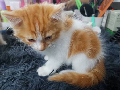 domestic long hair（DLH）
