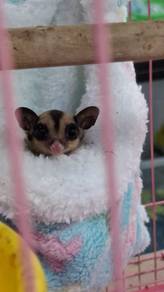 Suger glider