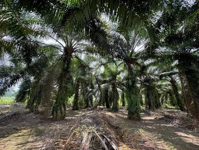 Oil Palm Bindu Batu Pahat