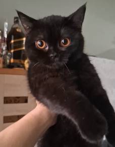 BSH Black Solid kitten