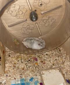 hamster winter white