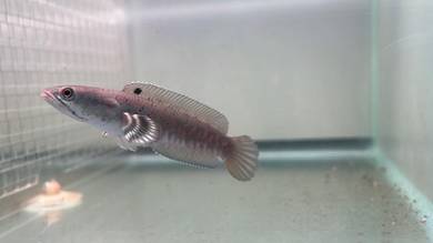 Ikan Channa Fish Blue Pulchra 4 inch (BP1-3)