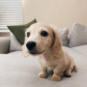 JB10991 Blonde haired mini dachshund puppy dog