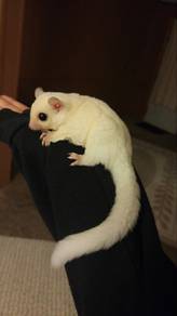 Suger Glider Putih