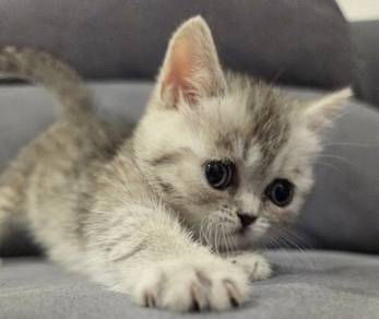 super short munchkin