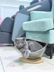 Sepasang BSH Untuk Rehome🏡
