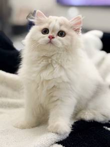 feature ad Calico Minuet