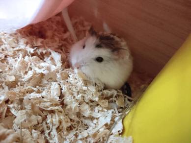 Hamster Free