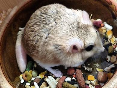 Fat Tailed Gerbil @ Duprasi