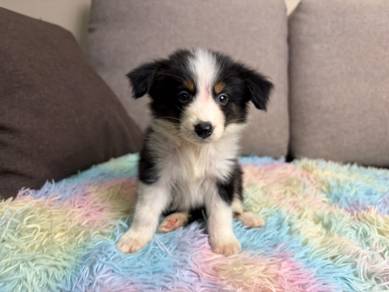 Border collie puppy