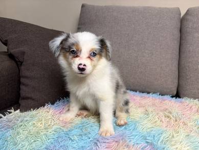 Border collie puppy