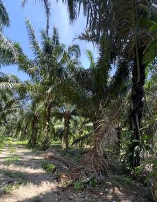 Tanah kebun sawit & tepi jalan besar