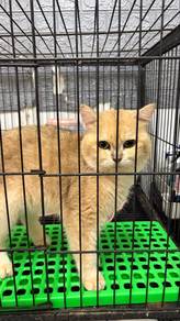 BSH British Shorthair Golden