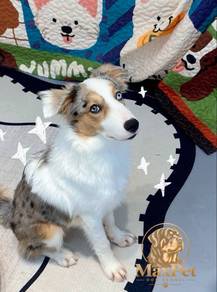 Merle Border Collie with heterochromia