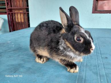 Netherland dwarf Male