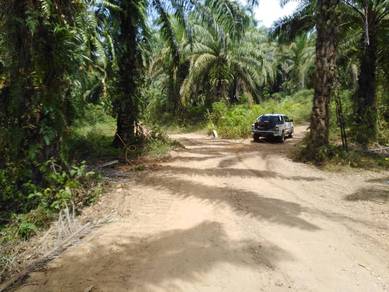 Freehold title Oil palm plantation for sale 