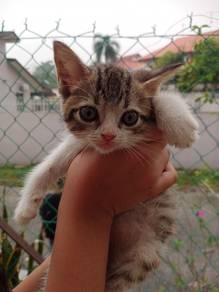 bsh mix kitten