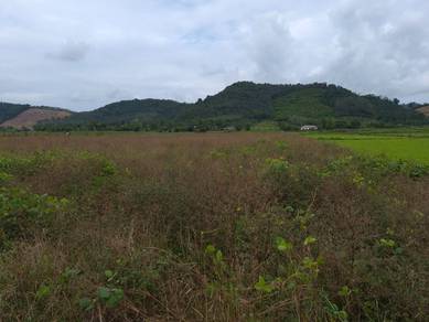 Agricultural-Land-for-sale-Pendang-Kedah