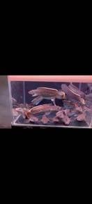 Channa Sterwati High Fin