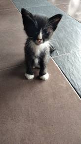 kucing for sale
