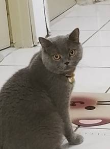 BSH blue male
