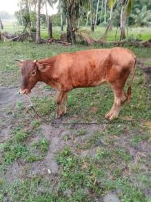 lembu limosine