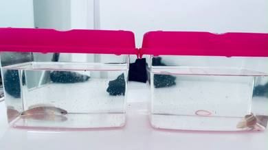 ikan channa limbata