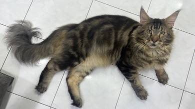 Induk mainecoon