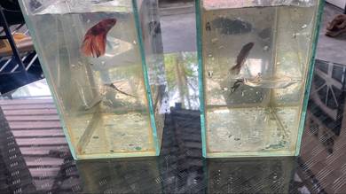 betta pair