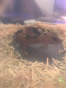 African Fat-Tailed Gecko (Female)