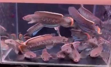 Channa Sterwati High Fin