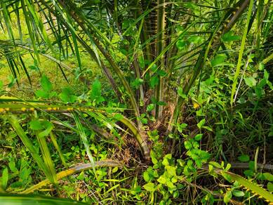 Kebun Sawit Kg Sadang Parit