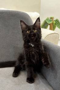 Purebred Female Mainecoon kitten.