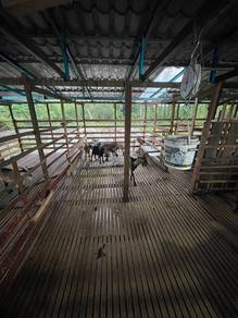Kambing Betina & Jantan Untuk Dijual borong