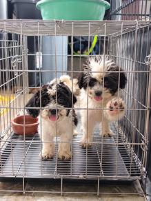 ShihPoo Male 4 months