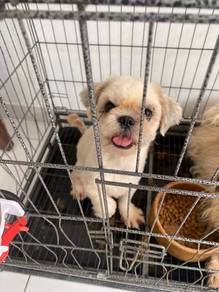 shih tzu for sale